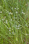 Rattlesnakemaster